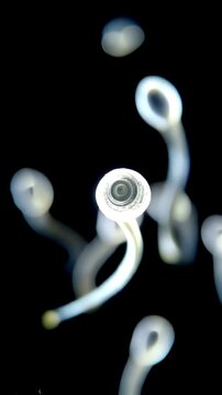 Microscopic sperm cells swimming on an empty black background, vertical video featuring realistic reproductive biology, medical science and fertility visualization