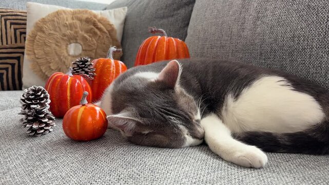 Orbital de gato mestizo durmiendo entre calabazas de Halloween