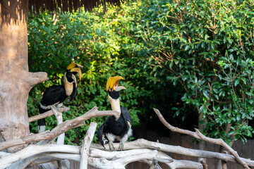 Great Hornbill or concave-casqued or great Indian or greatpied hornbill in Shanghai wild animal park, China © Olga Bryukhova