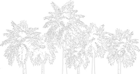 Obraz premium Line art palm trees isolated on transparent background digital drawing of tropical plants vector illustration.
