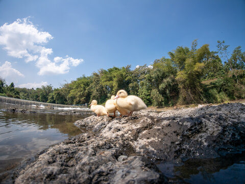 Group of cute little yellow ducklings sitting together on a rock by a scenic river