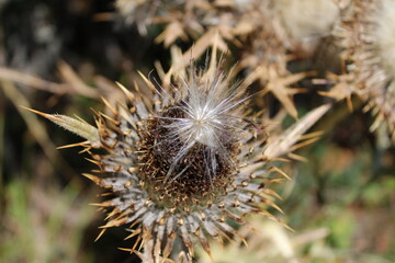Fototapeta premium close up of a thistle