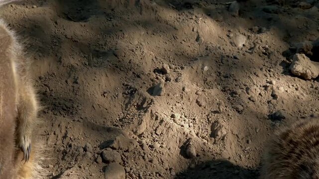 Meerkat, its scientific name is Suricata suricatta