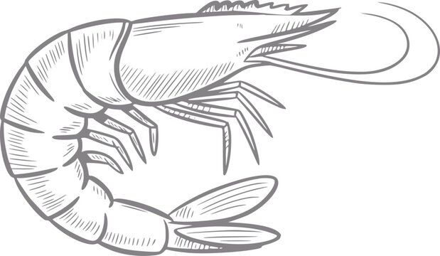 Hand-drawn of a shrimp with detailed linework and shading