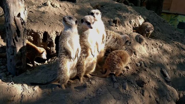 Meerkat, its scientific name is Suricata suricatta