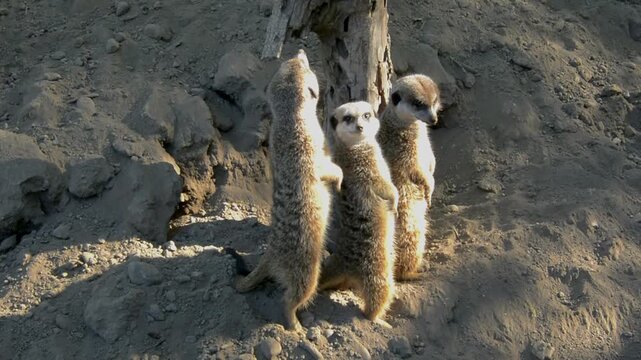 Meerkat, its scientific name is Suricata suricatta