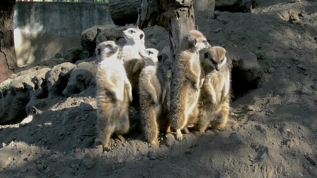 Meerkat, its scientific name is Suricata suricatta