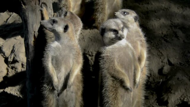 Meerkat, its scientific name is Suricata suricatta