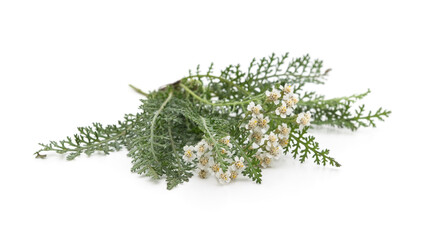 White yarrow flowers with green leaves isolated on a white background. © voren1