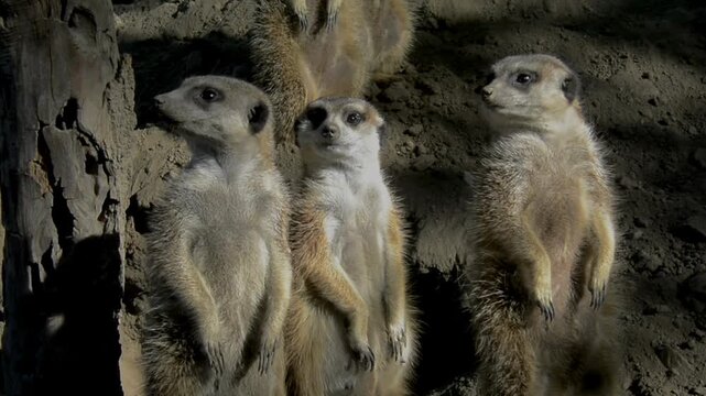Meerkat, its scientific name is Suricata suricatta