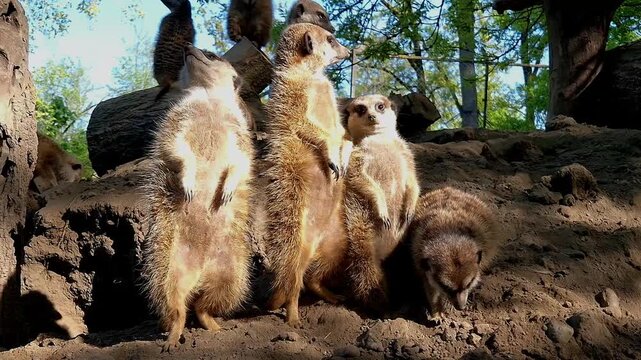 Meerkat, its scientific name is Suricata suricatta