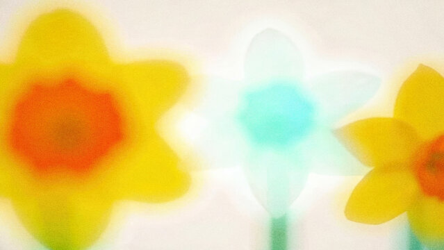 Daffodil flowers in springtime bloom at a garden showcasing vibrant colors and soft focus background
