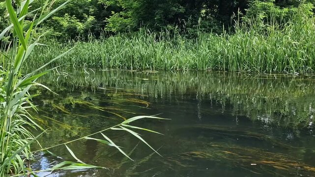 Picturesque river with clear water, algae and thick reeds in summer. Calm summer landscape with a clean river, in which underwater plants are visible. The shore is densely overgrown with green reeds