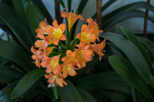 Beautiful orange clivia flowers with green leaves.