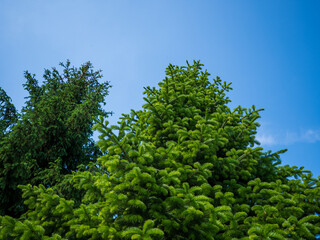 Fototapeta premium Fresh green spruce treetops with new spring growth against a blue sky. Evergreen conifer branches in natural outdoor setting, suitable for forestry, landscaping and environmental themes.