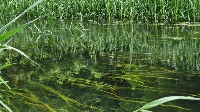 Picturesque river with clear water, algae and thick reeds in summer. Calm summer landscape with a clean river, in which underwater plants are visible. The shore is densely overgrown with green reeds