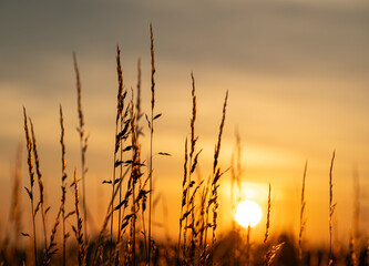 Rośliny na łące na tle wschodu słońca. Plants in a meadow against the backdrop of the sunrise. © tom
