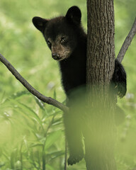 Darling Black Bear Cub Climbing a Tree   © onewildlifer