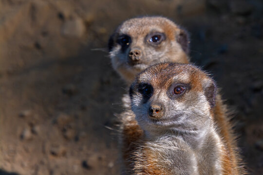 South African meerkats