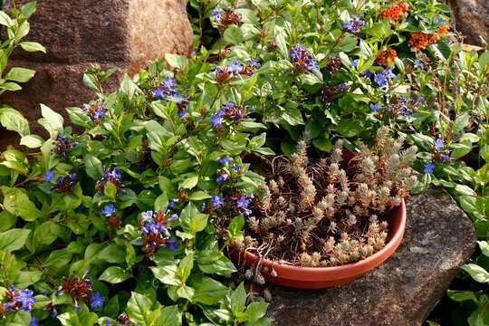 Rock garden plantings