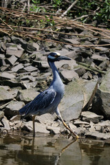 Fototapeta premium Yellow Crowned Night Heron , scientific name Nyctanassa violacea, walking through along the rocks in a Marsh in New Jersey