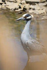Fototapeta premium Yellow Crowned Night Heron , scientific name Nyctanassa violacea, walking through wetlands Marsh in New Jersey, obstructed by reeds