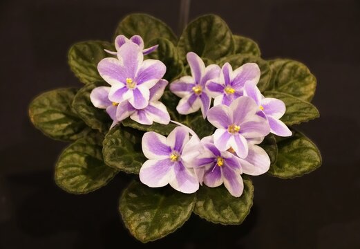 Light purple and white African violet Lyon's Monique flowers with yellow centers surrounded by dark green fuzzy leaves against a dark background.
