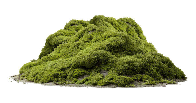 Lush green moss mound, isolated on transparent background