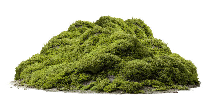 Lush green moss mound, isolated on transparent background