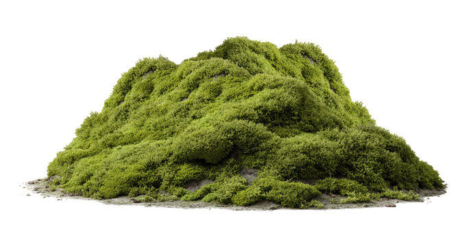 Lush green moss mound, isolated on transparent background
