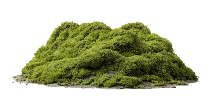 Lush green moss mound, isolated on transparent background