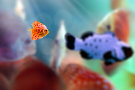 Discus fish (Symphysodon) swimming in freshwater aquarium, colorful tropical fish close-up.