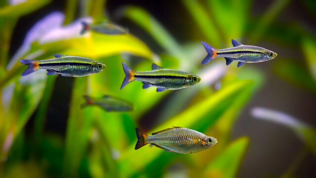 Harlequin Rasbora (Trigonostigma heteromorpha) swimming in freshwater aquarium, orange and black tropical fish.