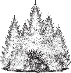 Coniferous forest canopy from above in detailed black and white illustration style © Style Craft