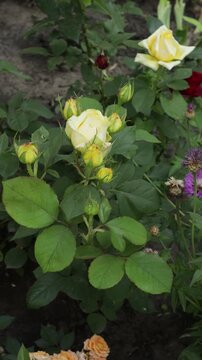 Blooming roses bushes background windy vertical video