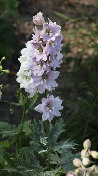 Flowers delphinium blooming in summer nature background
