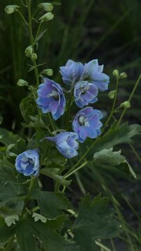 Flowers delphinium blooming in summer nature background windy.