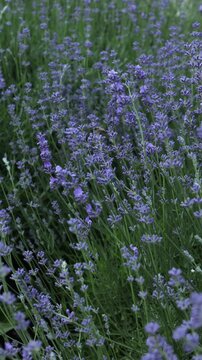 Flowers lavender blooming in summer nature background