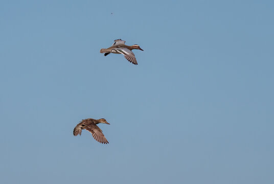 Garganey ducks flying in clear blue sky with spread wings