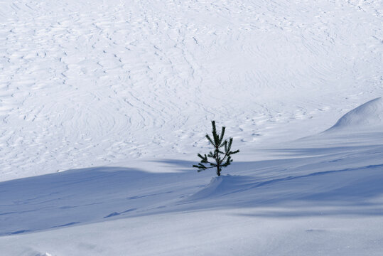 A small lonely pine tree stands amidst a vast and snowy white landscape