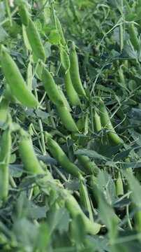 green peas growning in garden agriculture concept