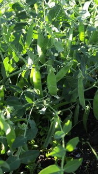green peas plants in vegetables garden sunny weather