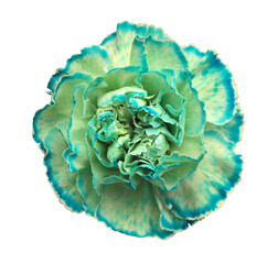 Fototapeta premium Close-up gradient blue; green turquoise Carnation Flower bud, Petals, leaf isolated on white background.