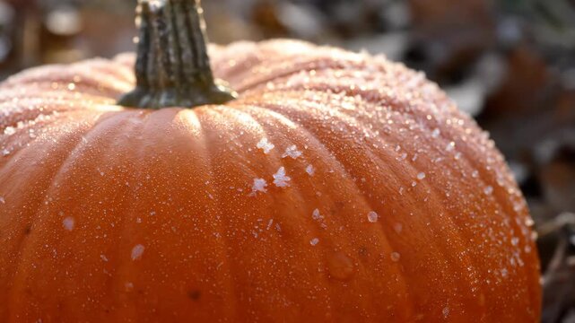 Frost-covered orange pumpkin resting in autumn field with icy crystals on textured skin. Perfect for seasonal branding, holiday campaigns, culinary visuals