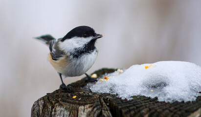 Black-capped Chickadee Carrying Seed on Snow Covered Tree Stump in Winter © Claudia