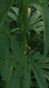 hemp leaves close up growing in a sunny garden