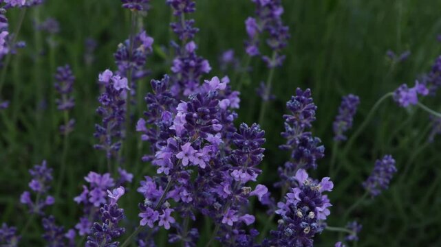 lavender close up in field agriculture summer background