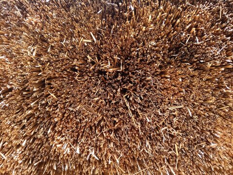 Abstract close up of traditional thatched roof straw texture background
