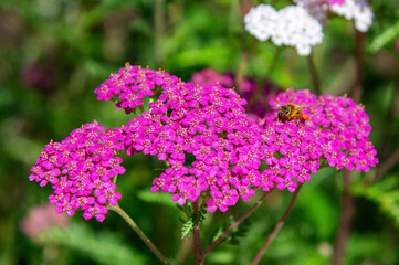 Obraz premium Pink flower clusters visited by bee in green outdoor garden setting. Achillea, Tall yarrow