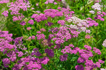 Obraz premium Pink flower clusters blooming in sunny garden meadow. Achillea, Tall yarrow